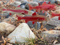 Golden rainbow trout metal garden stake with powder-coated golden-red finish and attached ground stake for river rock bed decoration