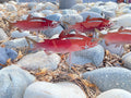 Red metal fish sculptures on a rocky surface
